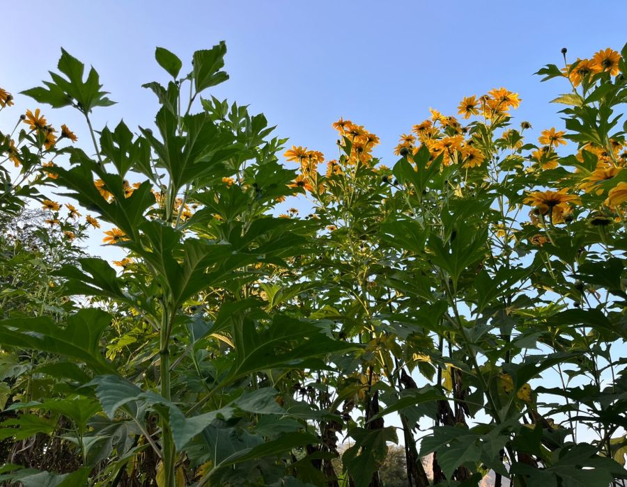 Planta forrajera Botón de Oro