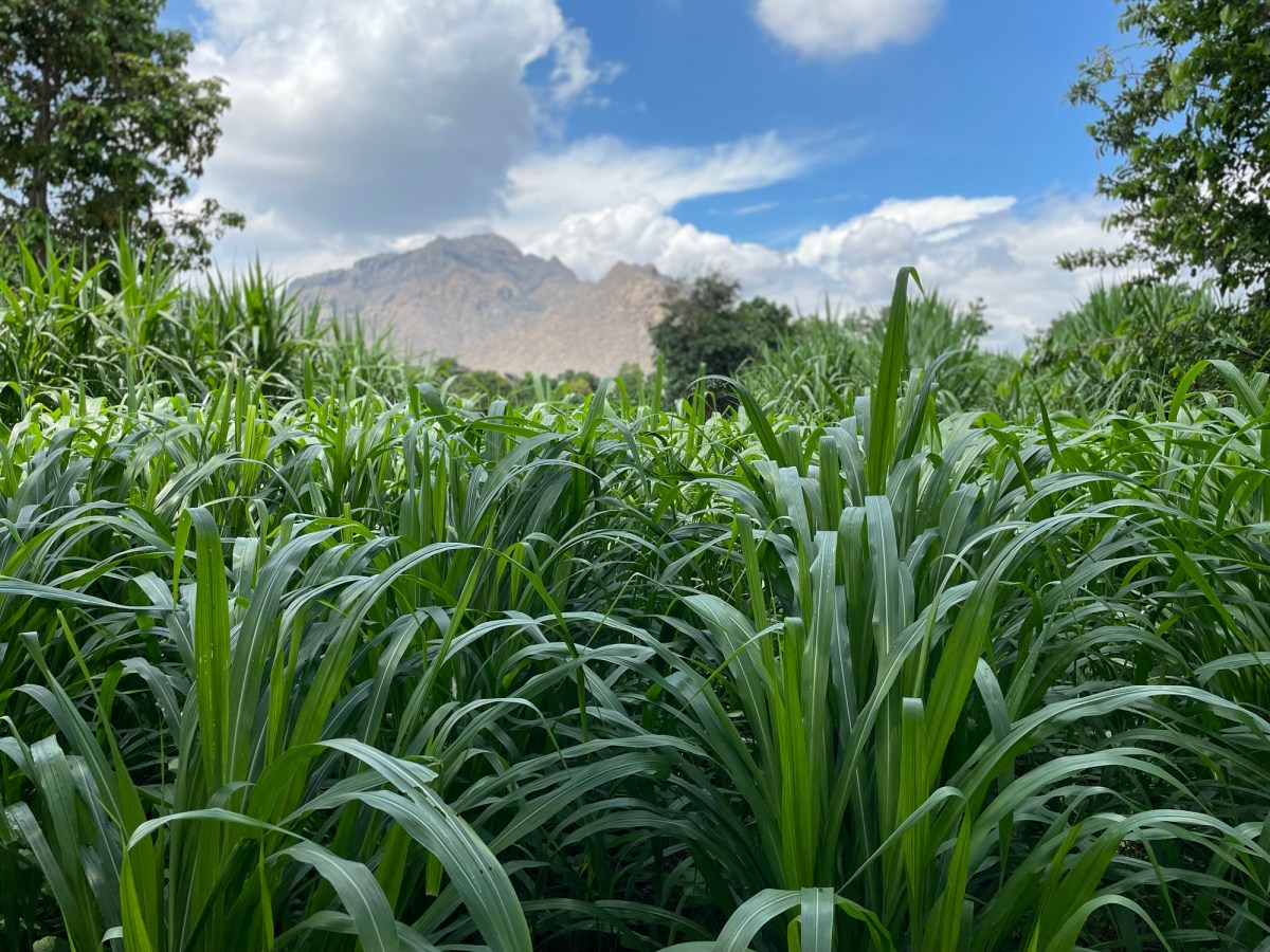 Banco forrajero de pastos de corte cultivado por AVINU